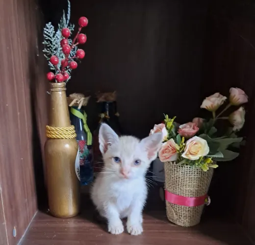 Doação dessa gatinha