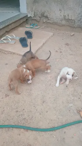 Adoção de Pet (cachorrinhos)