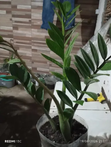Planta para seu jardim