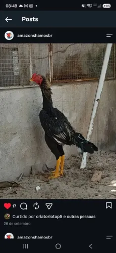 Frango Shamo