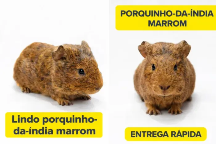 Porquinhos da Índia coloridos