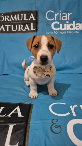 Jack Russell Terrier