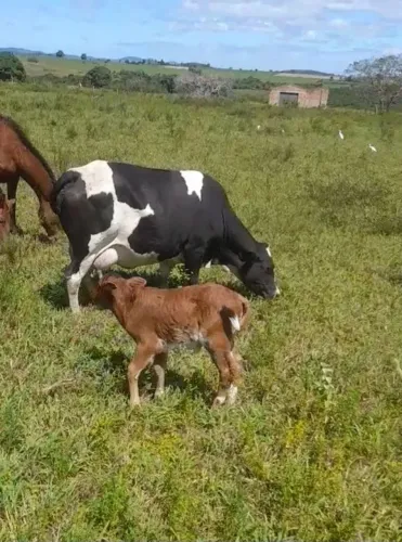 Vendo mine vaca
