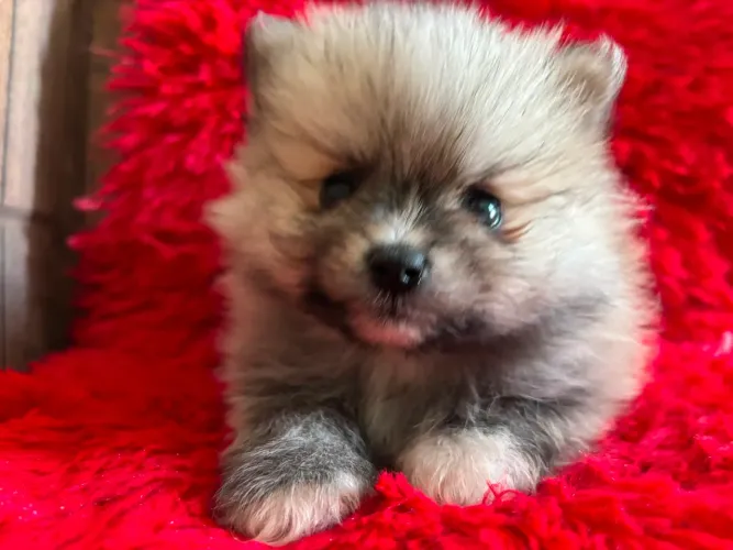 Spitz alemão (macho)