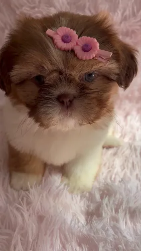 Fêmea de shih tzu 