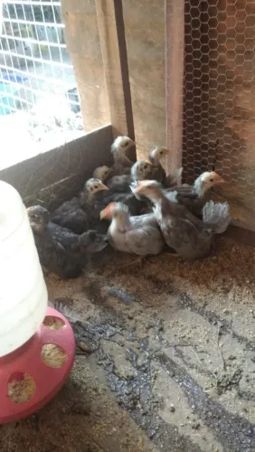 Vende-se franguinhos  da raça nagasaki 