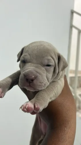 Filhotes American Bully