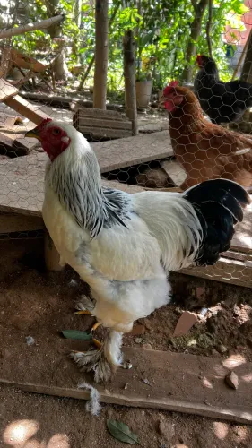 Frango Galo Brahma jovem 