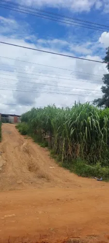 Mudas de capim açu. 