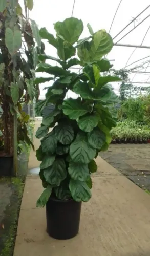 Ficus lyrata com 2.00 metros