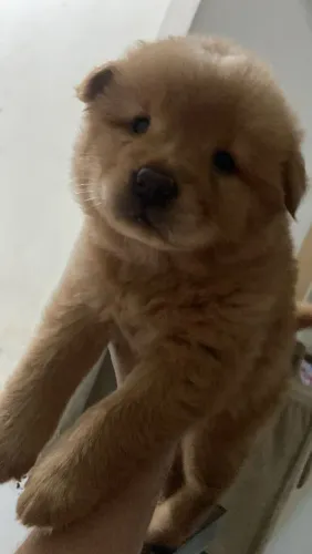 Filhote de Chow chow legítimo fêmea