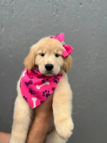 Golden Retriever