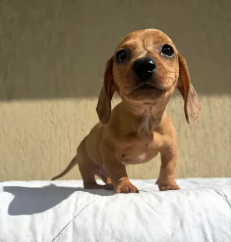 Dachshund Macho Anão Kaninchen Caramelo ( Pedigree )