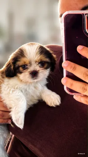 Cachorro