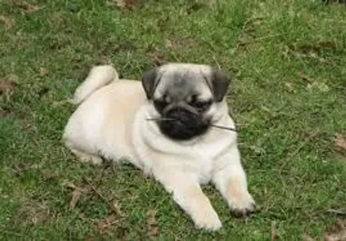 Pug - bebezinho fofinho a pronta entrega