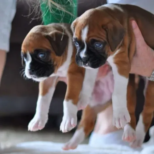 Boxer Afeto que inspira gratidão