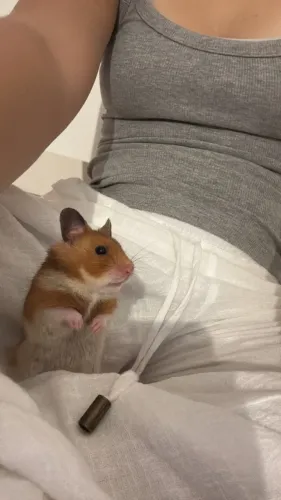 Hamster Sírio