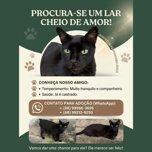 Gato macho pra adoção 
