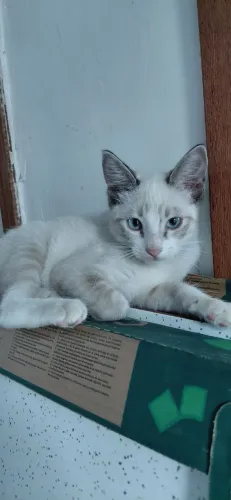 Gatinho macho