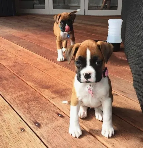 Boxer Afeto que acompanha o crescimento