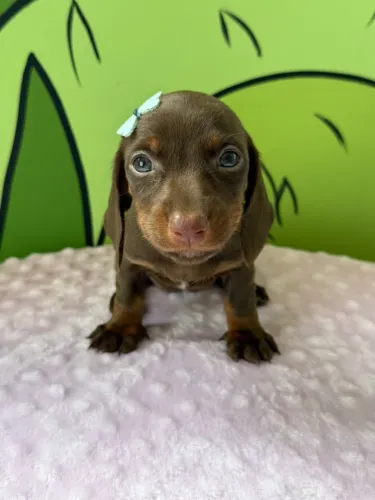 dachshund salsichinha