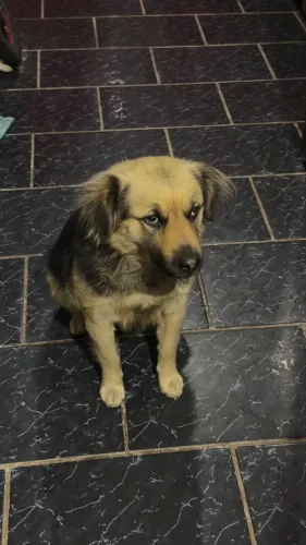 Cachorro docil