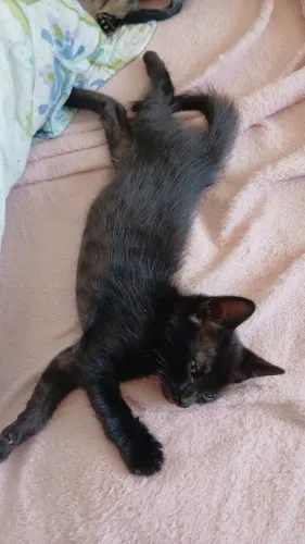 Doação filhotes de gato