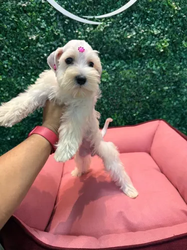 Filhotes de Schnauzer mini do @canil_meirelles