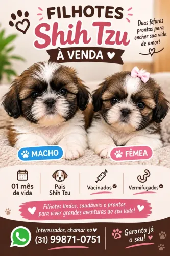 Cachorro raça Shih Tzu