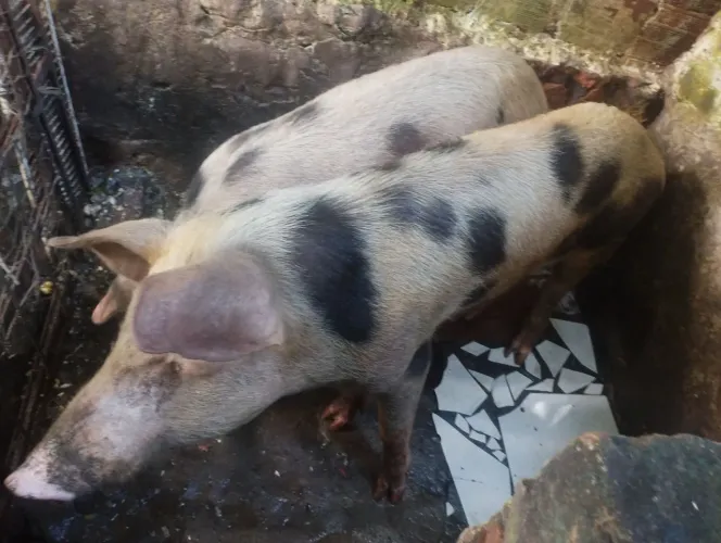 Casal de porcos saudáveis à venda em São Luís MA, macho e fêmea prontos para criação.