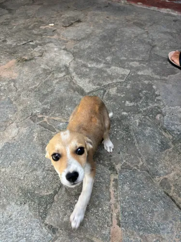 Doa-se Cachorro