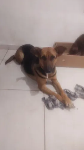 Doação cachorra