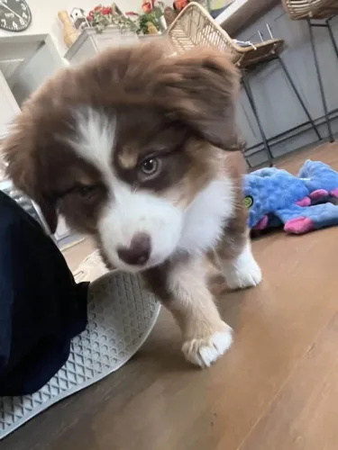 Filhote border collie, O abraço mais fofinho do mundo está te esperando!