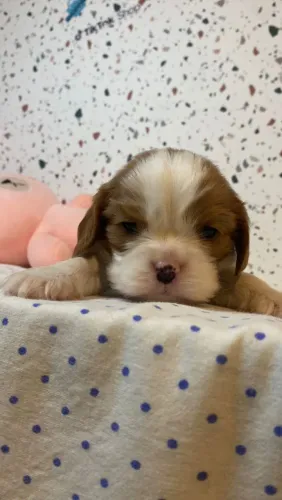 ? Lindos Filhotes de Cavalier King Charles Spaniel Disponíveis! ?