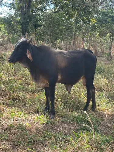 vendo garrote 