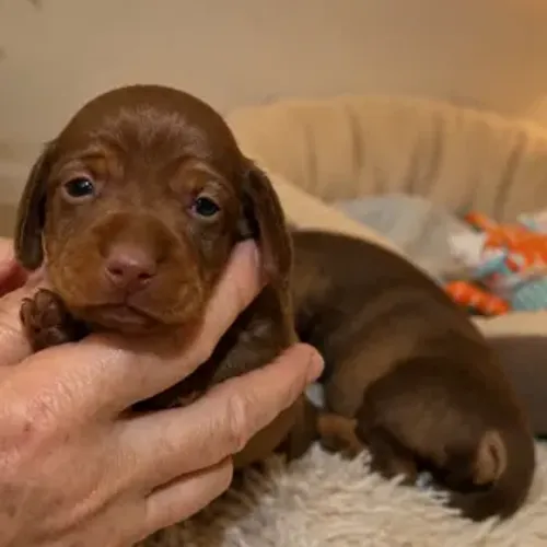 Filhote de Dachshund Mini Chocolate Fêmea Pelo curto- Reserva Aberta