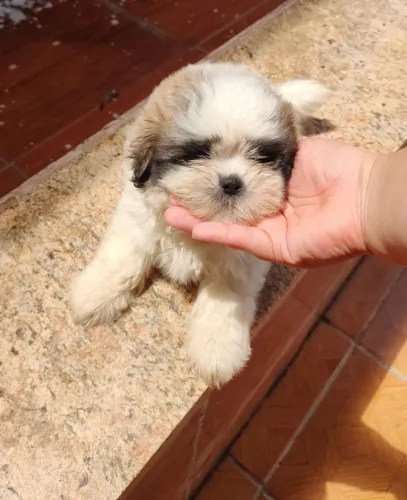 Filhote Shitzu macho último filhotinho
