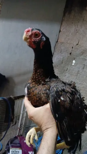 Bico curto