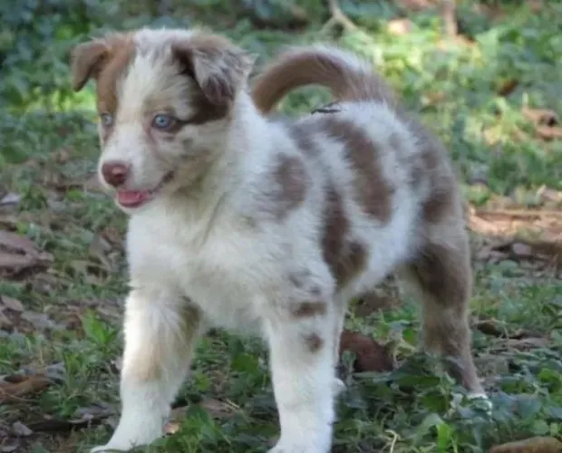 Filhote Border Collie | Pronto Para Encontrar Sua Família