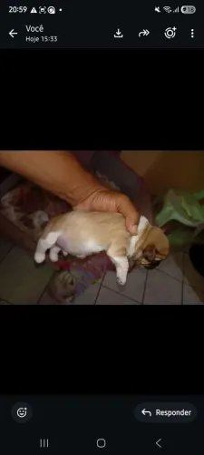 Filhote de shitzu+poodle
