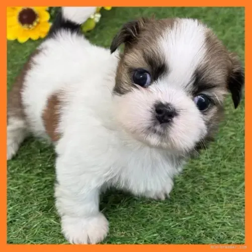 Filhotes de Shih Tzu/ Shitzu super peludos neném macho e fêmea vacinados SP