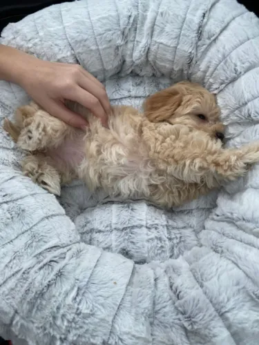 Poodle - Pequenos amigos que espalham felicidade pela casa