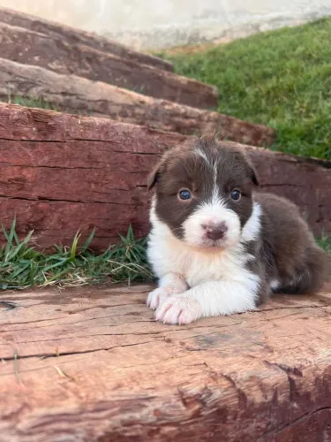Border Collie