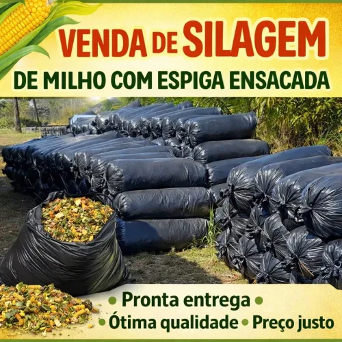 Silo de Milho Ensacado com Espigas