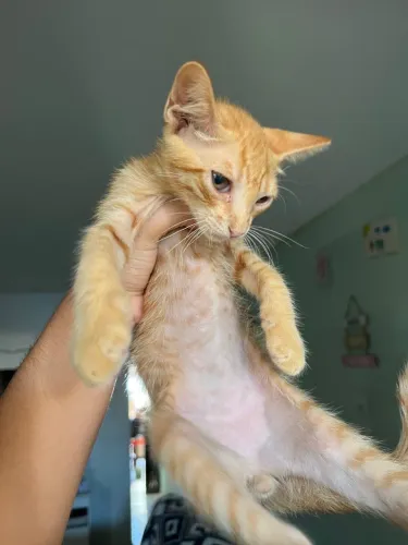 gato para adoção macho