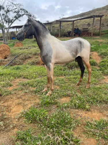 Cavalo de sela