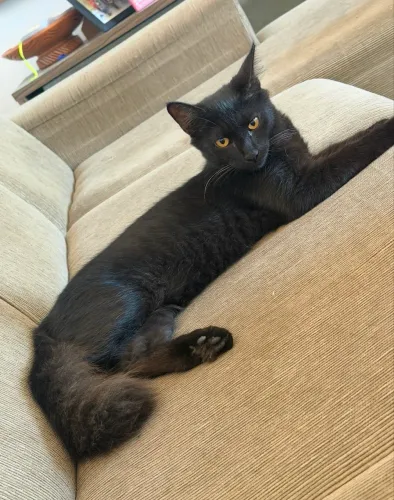Gato castrado e mansinho