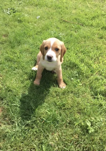 Filhotes de Beagle | Amor que ilumina