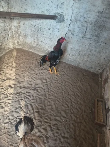 Frango de raça