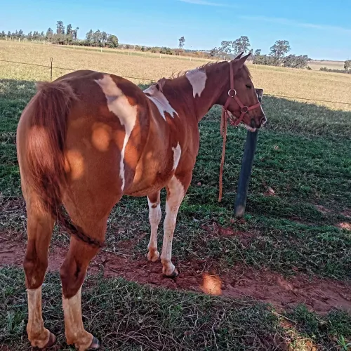 Vendo égua tem documento tem apenas 4 anos nunca emprenhou é de laço corre pé 